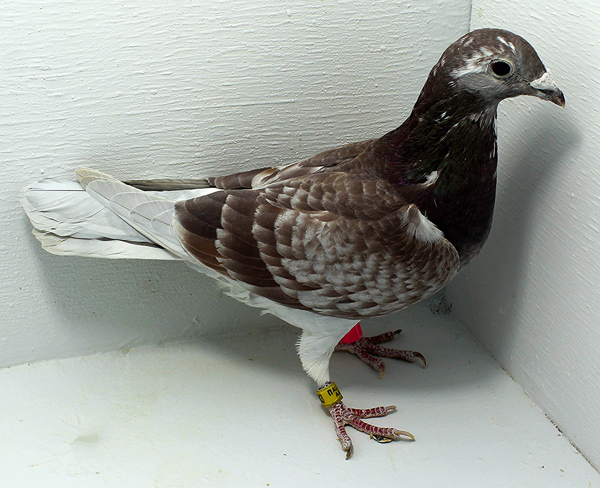 Band: AU 40483 AA 2024